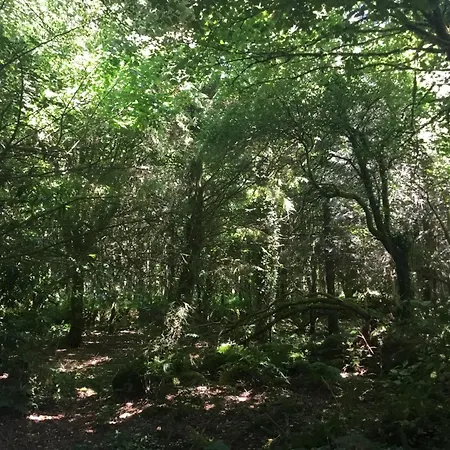 Alderlane Wexford